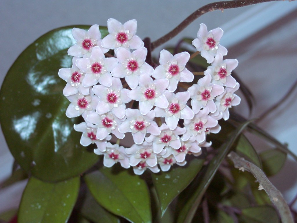 Hoya carnosa - Húsos Viaszvirág / Porcelánvirág: Teljes Útmutató