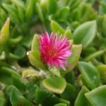 A Jegecske virág teleltetése pofonegyszerűen! (Aptenia cordifolia)