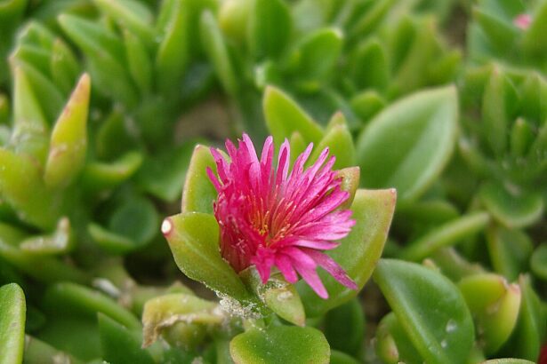 A Jegecske virág teleltetése pofonegyszerűen! (Aptenia cordifolia)