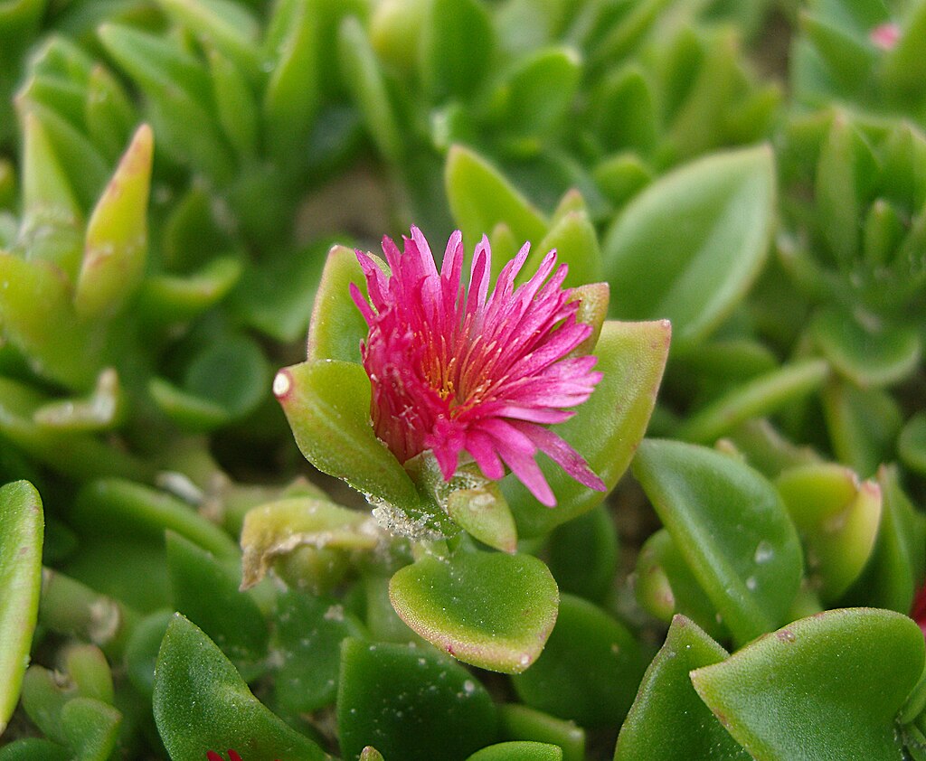 A Jegecske virág teleltetése pofonegyszerűen! (Aptenia cordifolia)