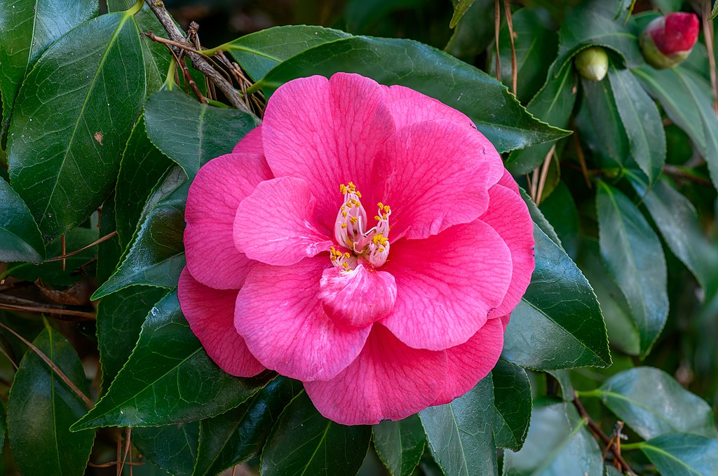 A Kamélia teleltetése egyszerű lépésekben. (Camellia)