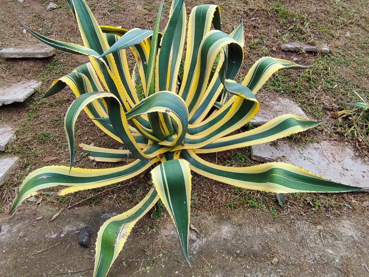 A kznsges agv gondozsa egyszeren!(Agave americana)