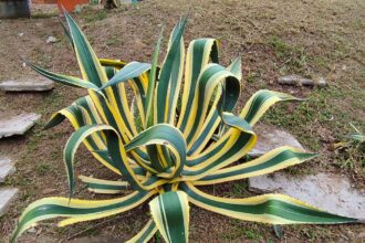A közönséges agávé gondozása pofonegyszerűen - Agave americana
