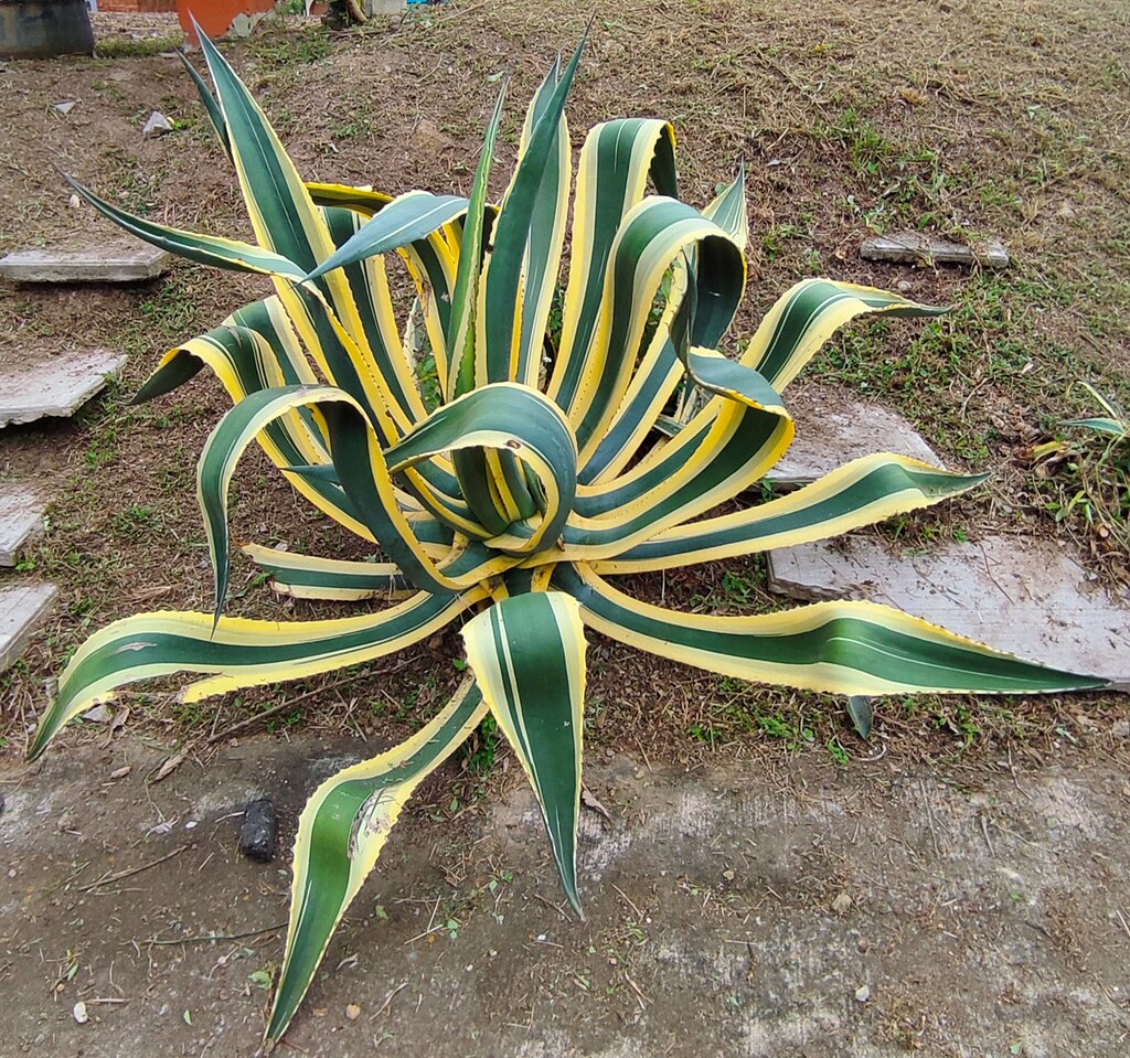 A közönséges agávé gondozása pofonegyszerűen - Agave americana