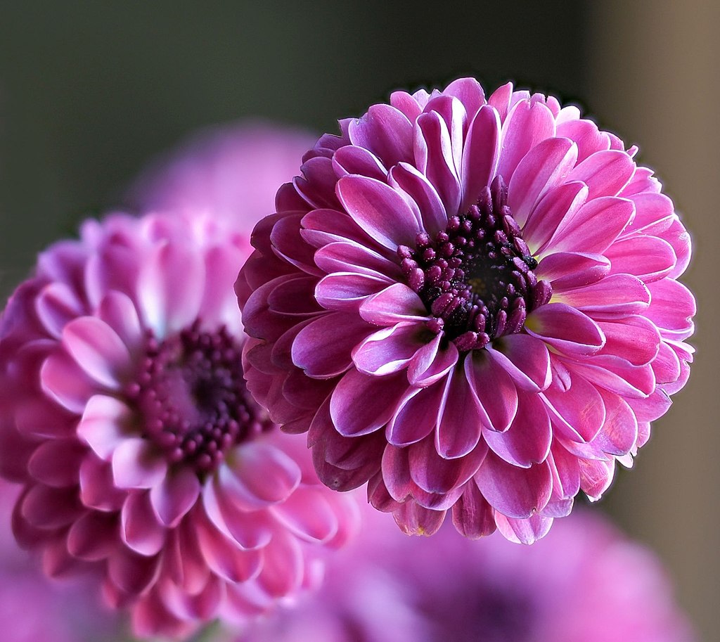 A Krizantém teleltetése pofonegyszerű lépésekben! (Chrysanthemum)