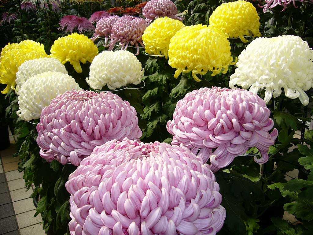 A Krizantém teleltetése pofonegyszerű lépésekben! (Chrysanthemum)