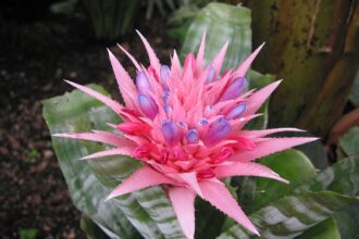 A lándzsarózsa gondozása és szaporítása - Aechmea fasciata