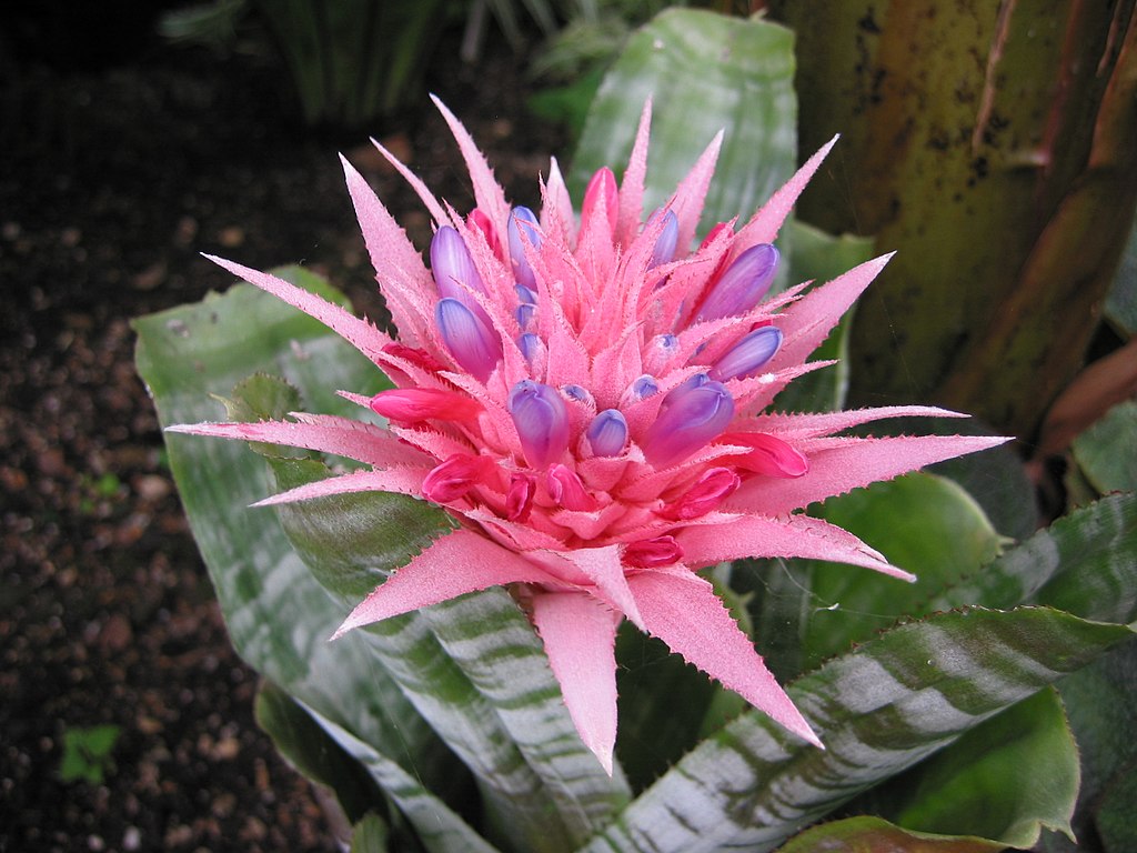 A lándzsarózsa gondozása és szaporítása - Aechmea fasciata