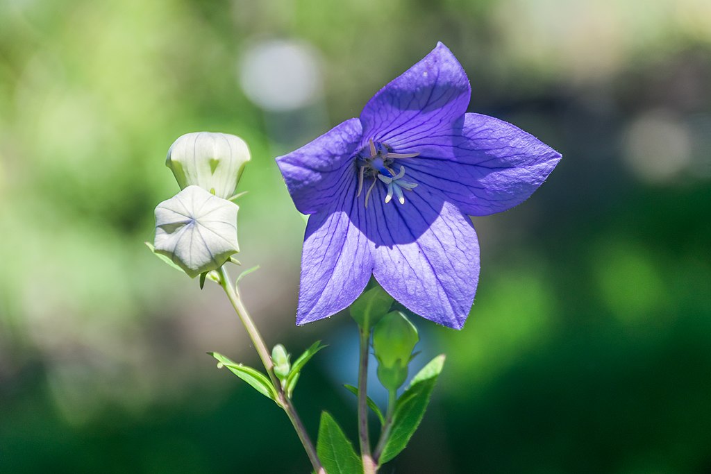 A Léggömbvirág teleltetése lépésről lépésre. - Platycodon grandiflorus
