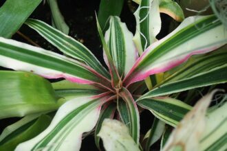 A levélcsillag gondozása pofonegyszerűen - Cryptanthus bromelioides