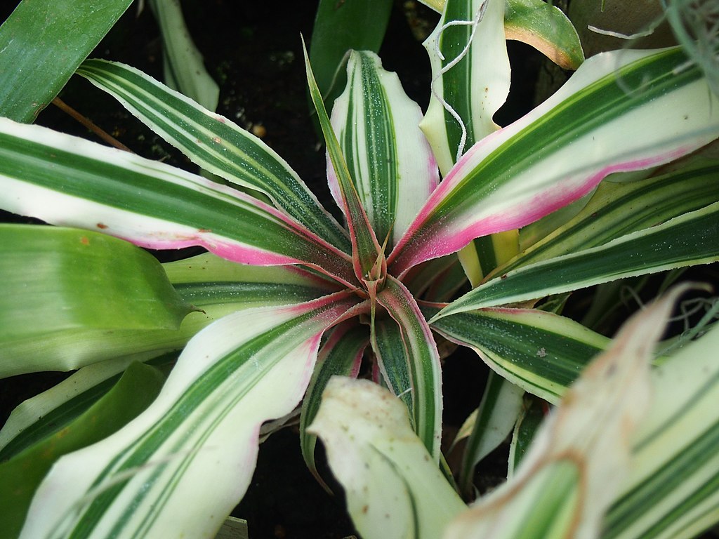 A levélcsillag gondozása pofonegyszerűen - Cryptanthus bromelioides