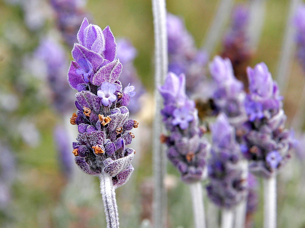 A levendula teleltetése pofonegyszerűen! - Lavandula