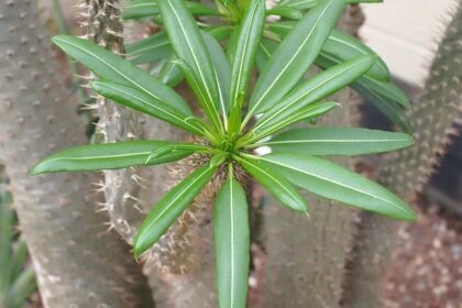 A Madagaszkári pálma / Gumólábfa gondozása - Pachypodium lamerei