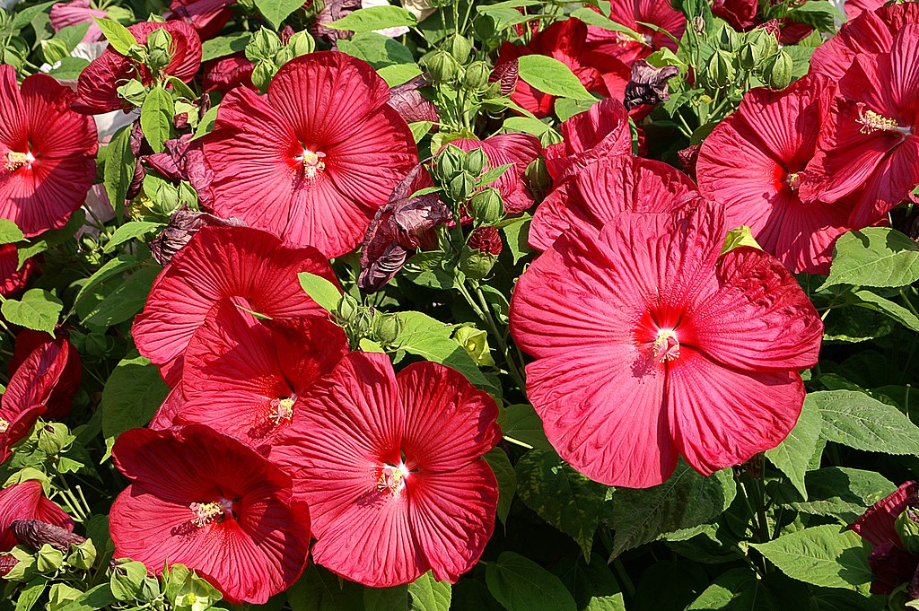 A mocsári hibiszkusz teleltetése egyszerű lépésekben - Hibiscus moscheutos