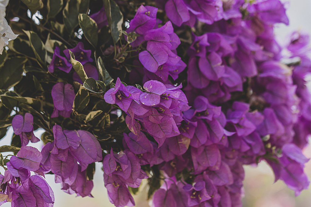 A Murvafürt teleltetése pofonegyszerűen! (Bougainvillea)