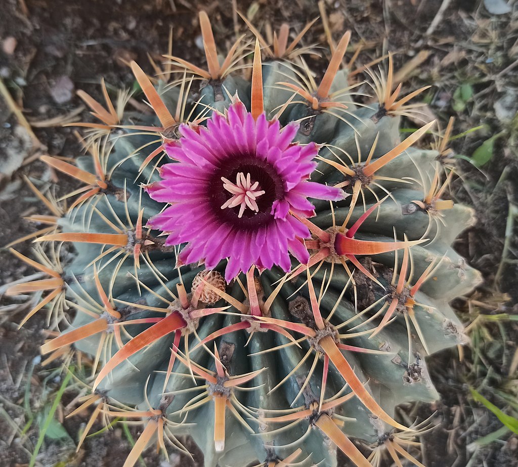 Az Ördögnyelvkaktusz gondozása lépésről lépésre. (Ferocactus latispinus)