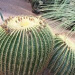Az Óriás sünkaktusz gondozása - Echinocactus grusonii