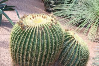 Az Óriás sünkaktusz gondozása - Echinocactus grusonii