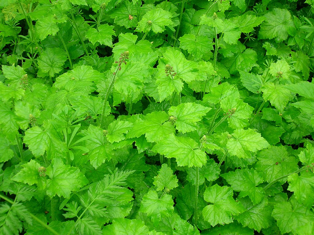 Az Oromvirág vagy más néven Tyúkanyó (Tolmiea menziesii) gondozásának bemutatása.