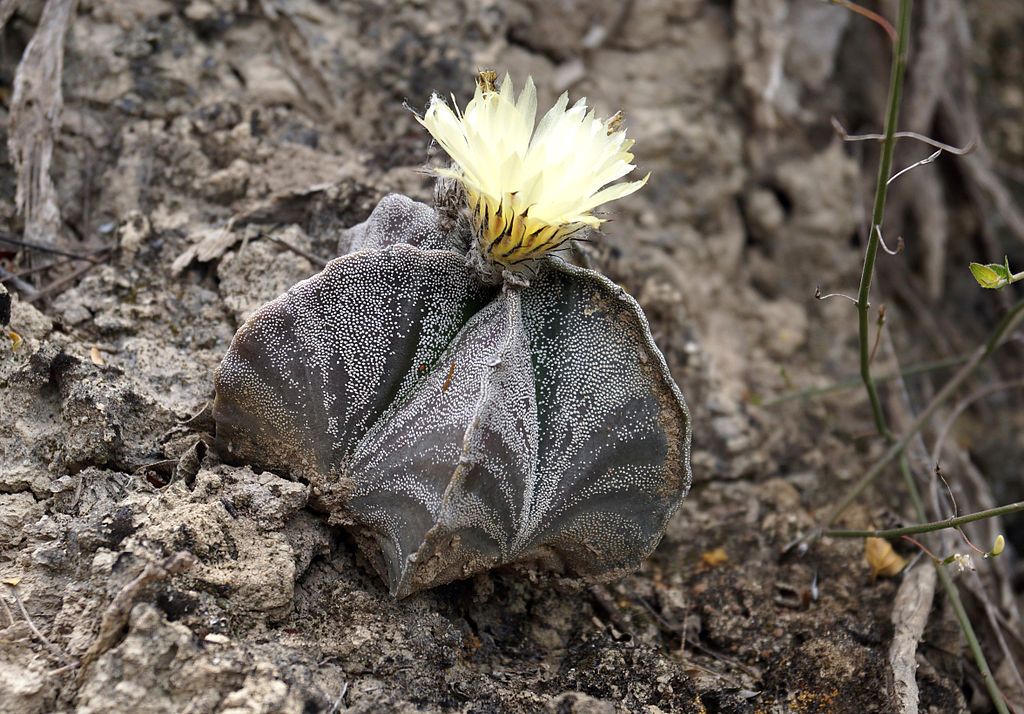 A Papsüvegkaktusz gondozása - Astrophytum myriostigma