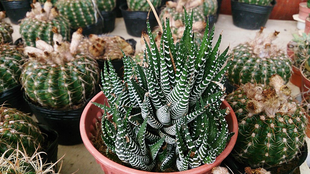 A Pettyes sávosfű gondozása egyszerűen - Haworthia attenuata