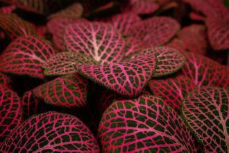A Piroserű Hálóslevél gondozása lépésről lépésre. (Fittonia albivenis)