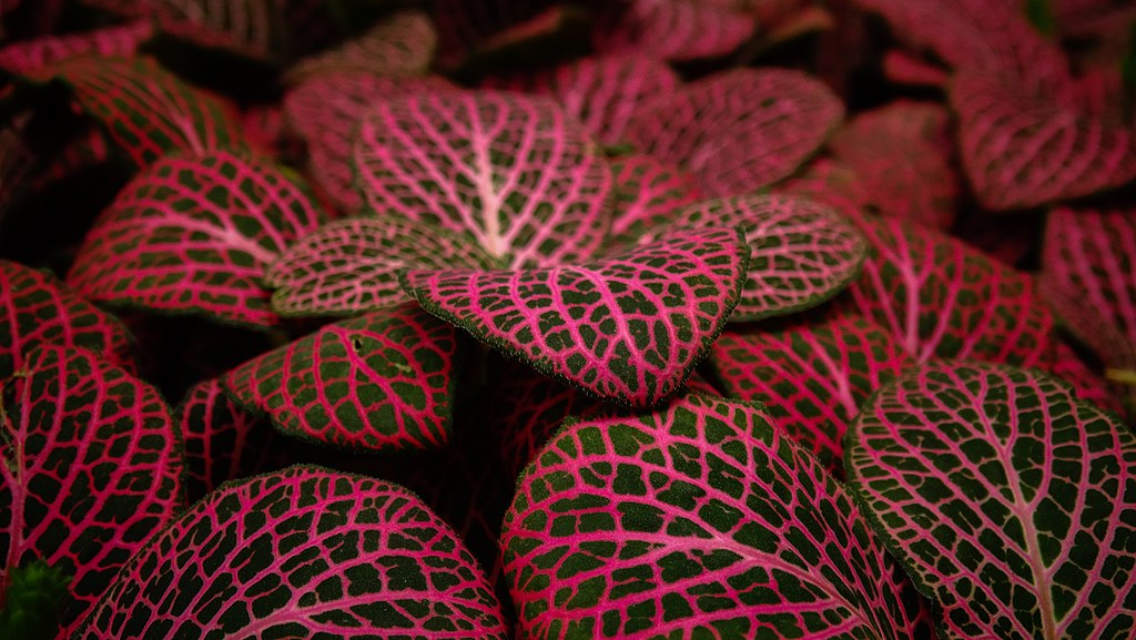 A Piroserű Hálóslevél gondozása lépésről lépésre. (Fittonia albivenis)