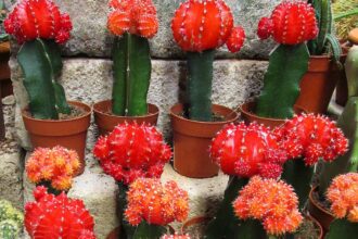 A Rubinkaktusz gondozása lépésről lépésre. (Gymnocalycium mihanovichii)