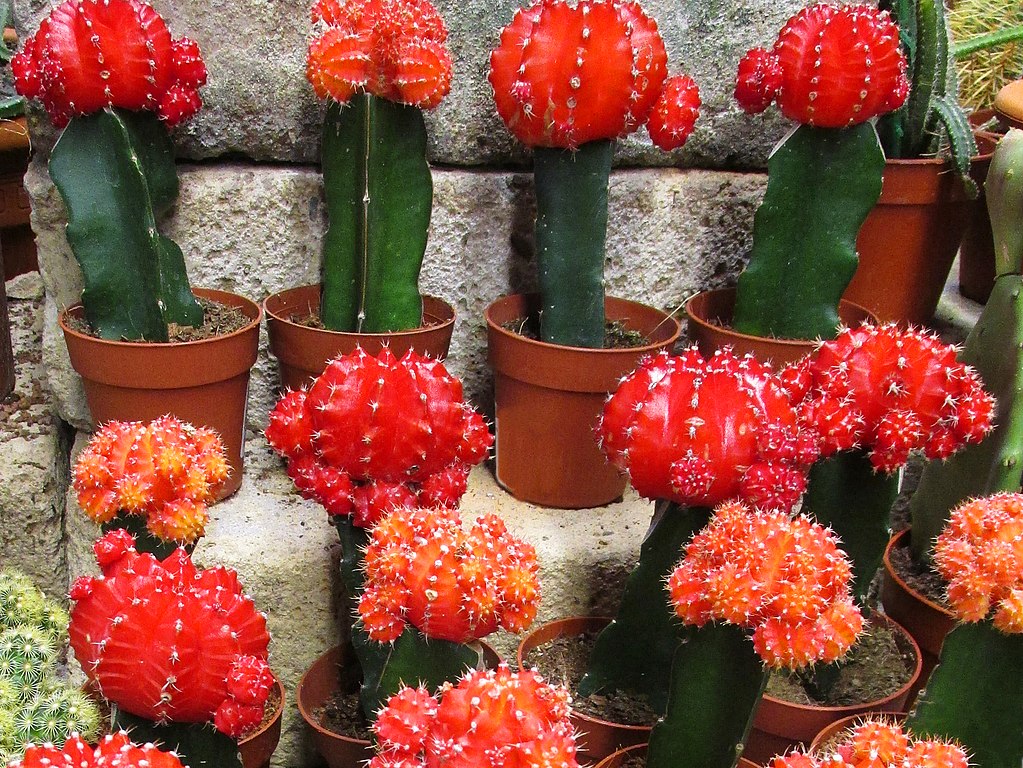 A Rubinkaktusz gondozása lépésről lépésre. (Gymnocalycium mihanovichii)