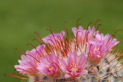 A szemölcskaktusz gondozása pofonegyszerűen - Mammillaria bombycina