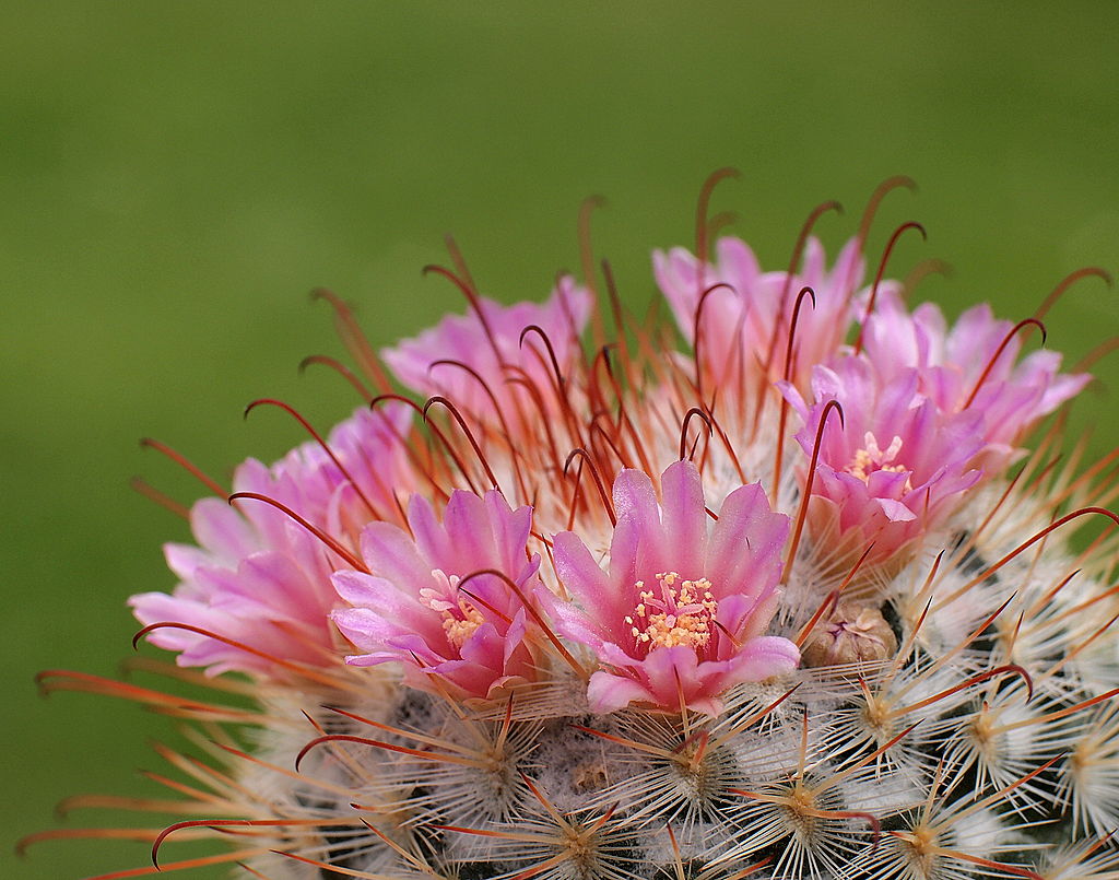 A szemölcskaktusz gondozása pofonegyszerűen - Mammillaria bombycina