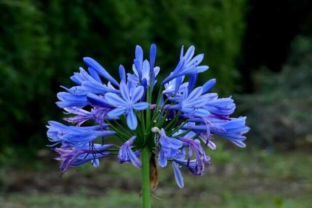 A szerelemvirág teleltetése egyszerűen - Agapanthus Africanus