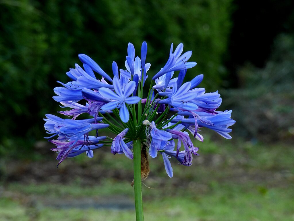 A szerelemvirág teleltetése egyszerűen - Agapanthus Africanus