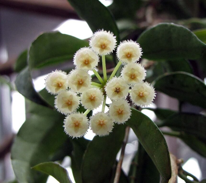 Hoya lacunosa - Viaszvirág gondozása