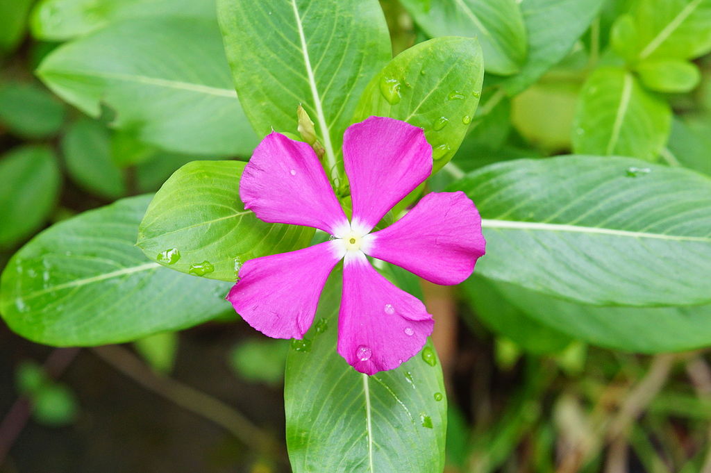 A Vinka teleltetése pofonegyszerűen - Rózsás meténg(Catharanthus roseus)