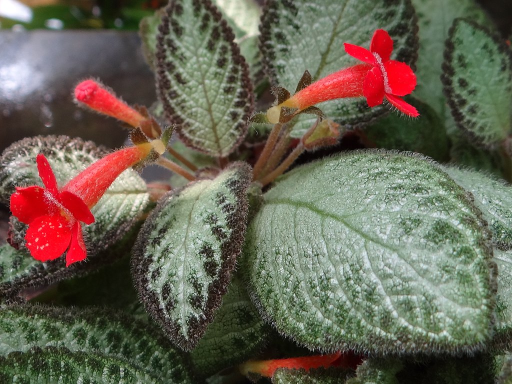 Az Árnyékcsuporka gondozása pofonegyszerűen- Episcia cupreata