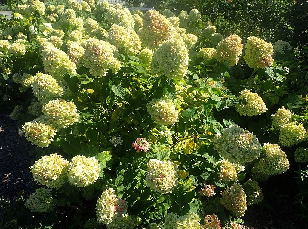 A Bugás Hortenzia gondozása: Hydrangea Paniculata