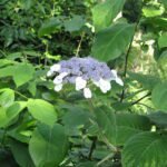 Az Érdeslevelű Hortenzia gondozása - Hydrangea aspera 'Villosa'
