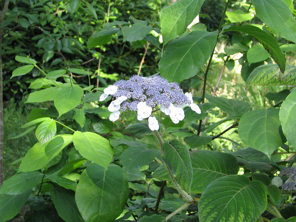 Az Érdeslevelű Hortenzia gondozása - Hydrangea aspera 'Villosa'
