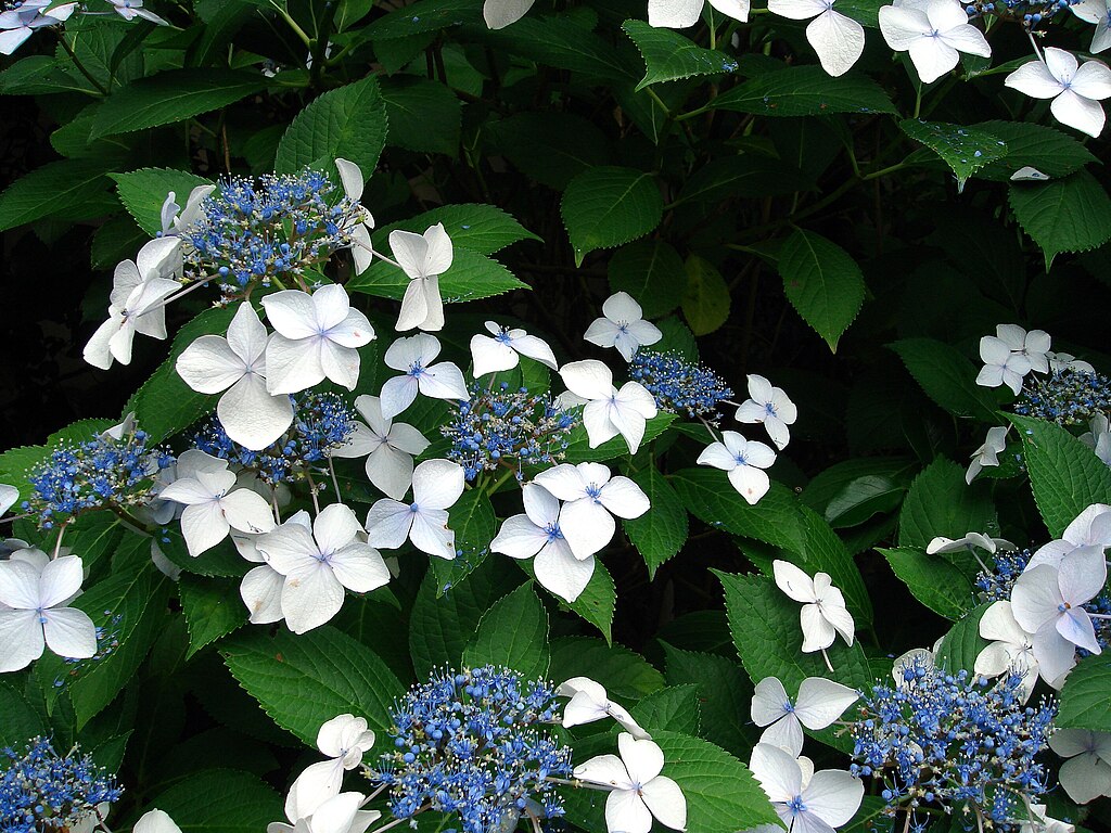 A fűrészeslevelű hortenzia gondozása lépésről lépésre: Hydrangea serrata