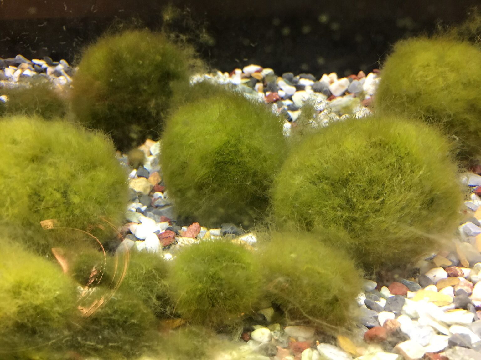 gömbmoha