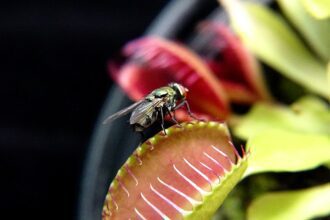 A leggyakoribb húsevő növény fajták