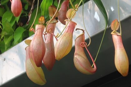 A Kancsóka gondozása és bemutatása: Nepenthes sp.