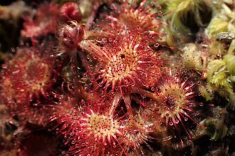A Kereklevelű Harmatfű gondozása: Drosera rotundifolia