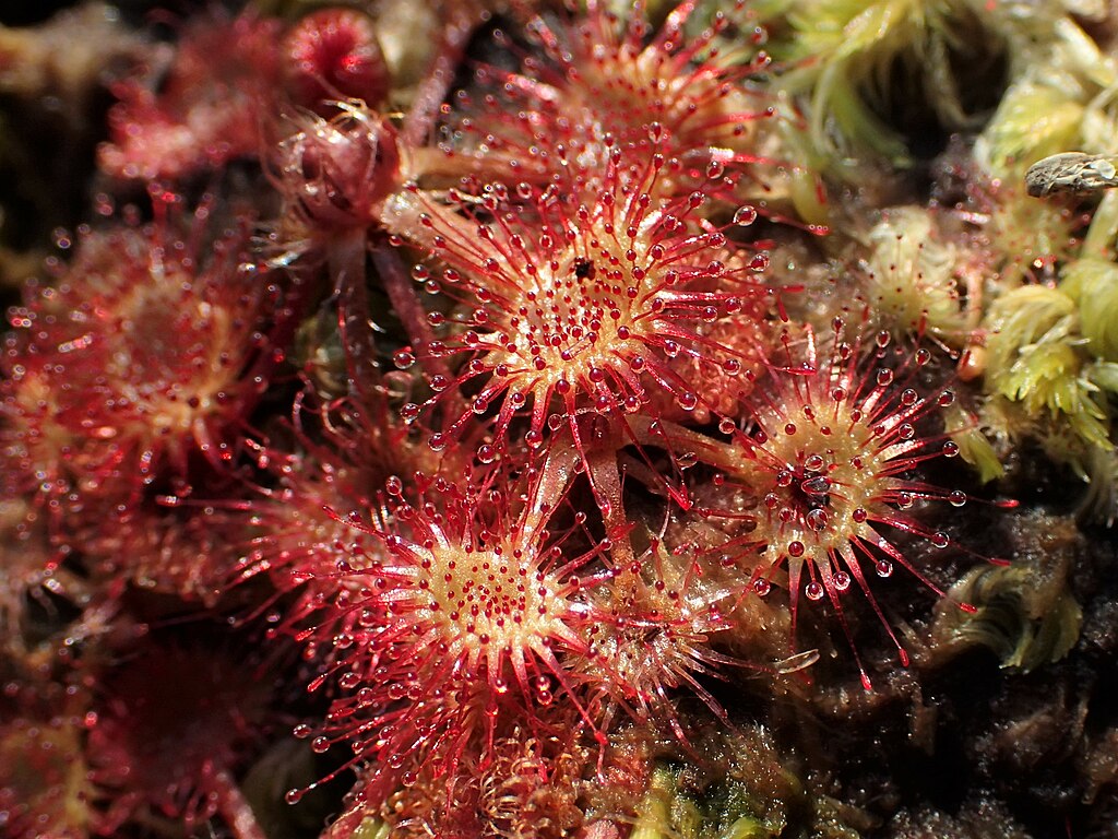 A Kereklevelű Harmatfű gondozása: Drosera rotundifolia
