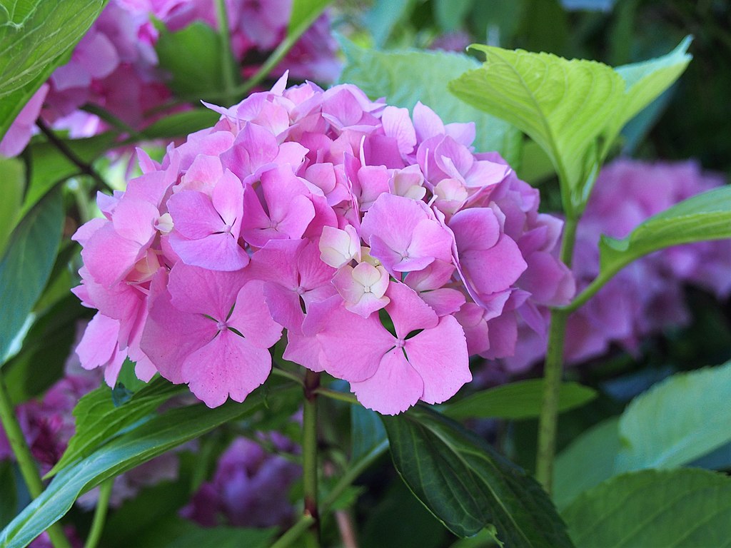 A Kerti Hortenzia gondozása - Hydrangea macrophylla
