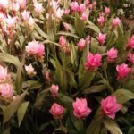 A Kurkuma virág, vagy más néven Sziámi tulipán gondozása: Curcuma alismatifolia
