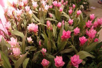 A Kurkuma virág, vagy más néven Sziámi tulipán gondozása: Curcuma alismatifolia