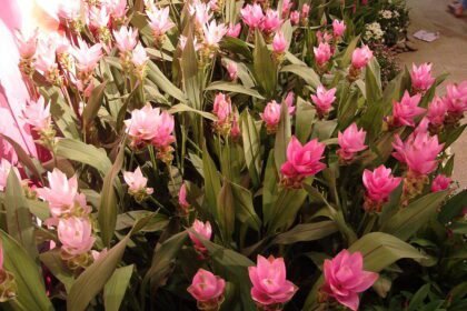 A Kurkuma virág, vagy más néven Sziámi tulipán gondozása: Curcuma alismatifolia