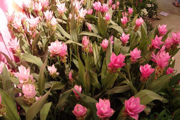 A Kurkuma virág, vagy más néven Sziámi tulipán gondozása: Curcuma alismatifolia